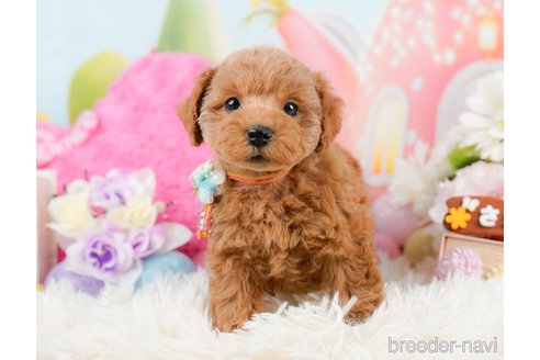 成約済の神奈川県のトイプードル-290039の2枚目