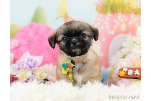 成約済の神奈川県のチワズー:チワワ×シーズー-290042の7枚目