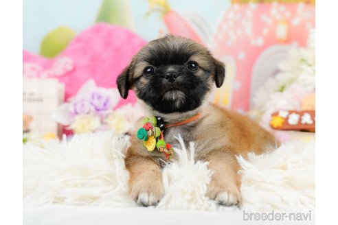 成約済の神奈川県のチワズー:チワワ×シーズー-290042の10枚目