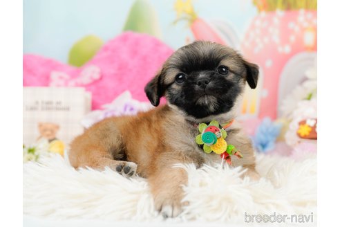 成約済の神奈川県のチワズー:チワワ×シーズー-290042の8枚目