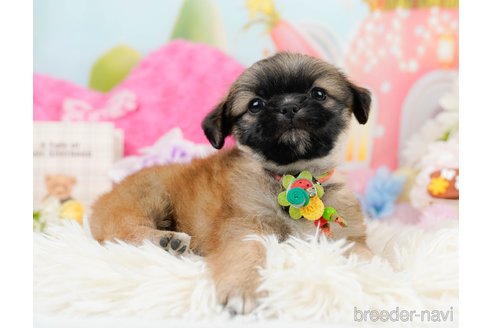 成約済の神奈川県のチワズー:チワワ×シーズー-290042の9枚目