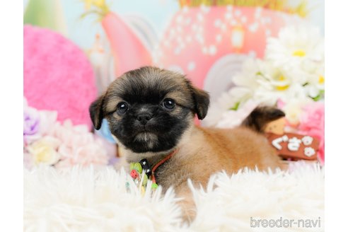 成約済の神奈川県のチワズー:チワワ×シーズー-290042の2枚目