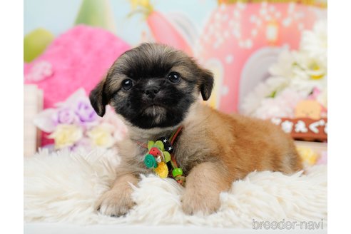 成約済の神奈川県のチワズー:チワワ×シーズー-290042の3枚目