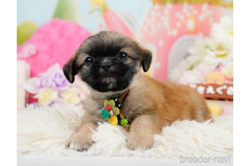 成約済の神奈川県のチワズー:チワワ×シーズー-290042の5枚目