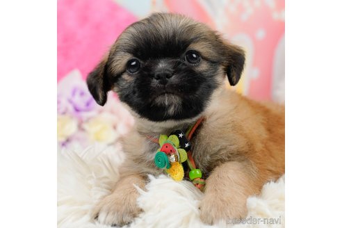 成約済の神奈川県のチワズー:チワワ×シーズー-290042