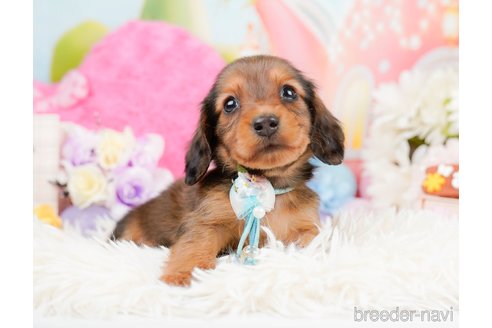 成約済の神奈川県のミニチュアダックスフンド(ロングヘアード)-290044の11枚目