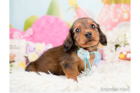 成約済の神奈川県のミニチュアダックスフンド(ロングヘアード)-290044の5枚目