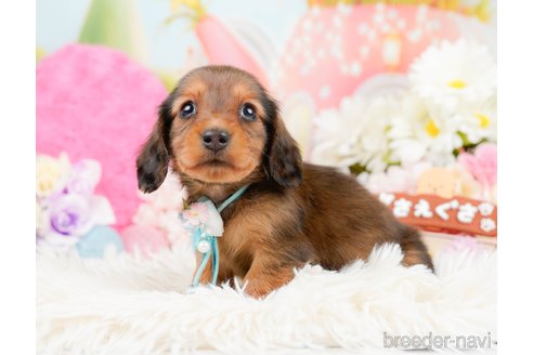 成約済の神奈川県のミニチュアダックスフンド(ロングヘアード)-290044の6枚目