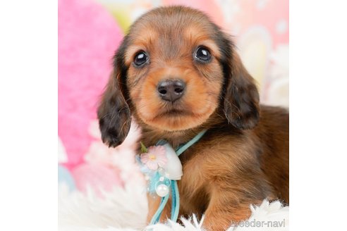 成約済の神奈川県のミニチュアダックスフンド(ロングヘアード)-290044