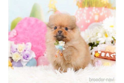 成約済の神奈川県のポメラニアン-290045の7枚目