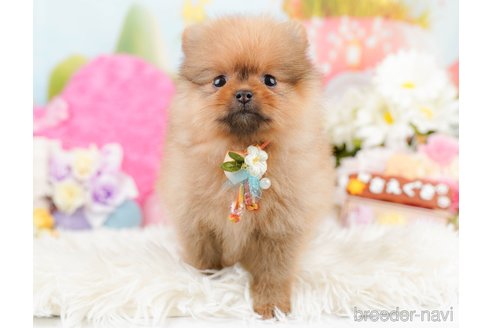 成約済の神奈川県のポメラニアン-290045の8枚目