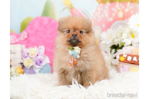 成約済の神奈川県のポメラニアン-290045の9枚目