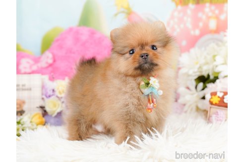 成約済の神奈川県のポメラニアン-290045の10枚目