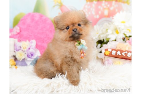 成約済の神奈川県のポメラニアン-290045の11枚目