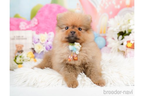 成約済の神奈川県のポメラニアン-290045の12枚目