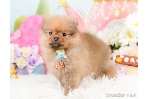 成約済の神奈川県のポメラニアン-290045の4枚目