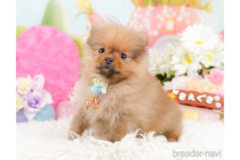 成約済の神奈川県のポメラニアン-290045の5枚目