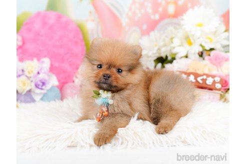 成約済の神奈川県のポメラニアン-290045の6枚目