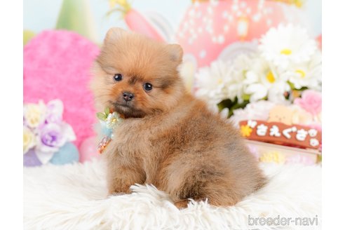 成約済の神奈川県のポメラニアン-290045の3枚目