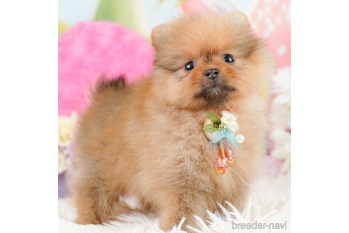 成約済の神奈川県のポメラニアン-290045