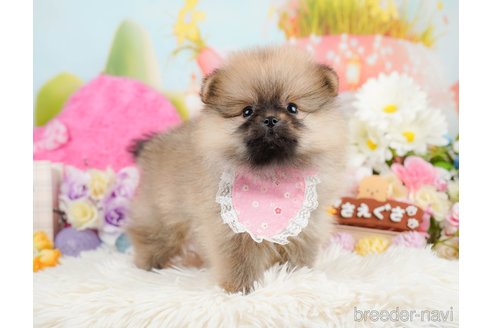 成約済の神奈川県のポメラニアン-290048の12枚目