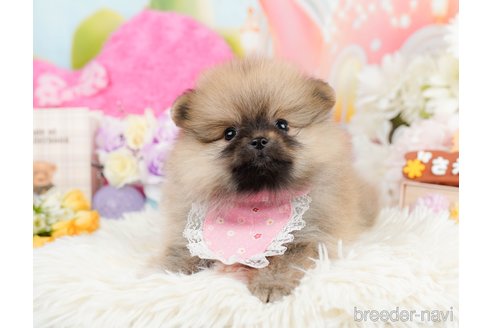 成約済の神奈川県のポメラニアン-290048の4枚目