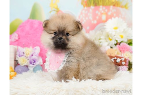 成約済の神奈川県のポメラニアン-290048の6枚目