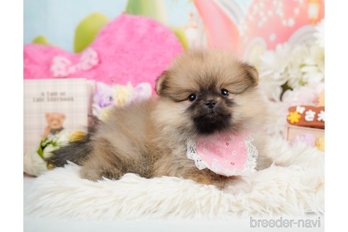 成約済の神奈川県のポメラニアン-290048の7枚目