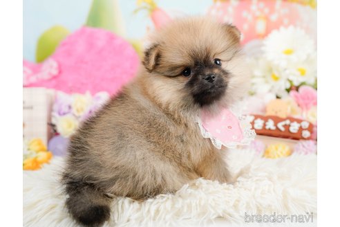 成約済の神奈川県のポメラニアン-290048の3枚目