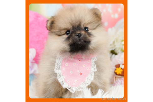 成約済の神奈川県のポメラニアン-290048
