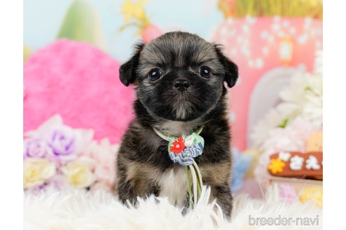 成約済の神奈川県のチワズー:チワワ×シーズー-290051の5枚目