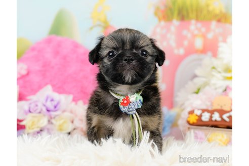 成約済の神奈川県のチワズー:チワワ×シーズー-290051の6枚目