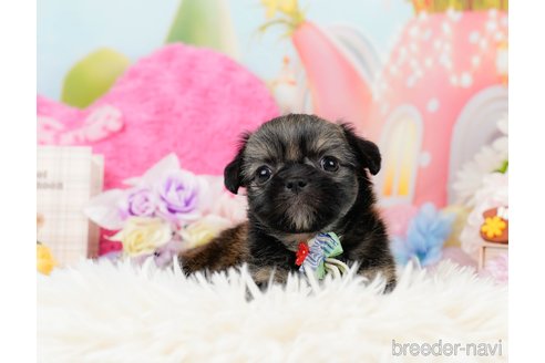 成約済の神奈川県のチワズー:チワワ×シーズー-290051の7枚目