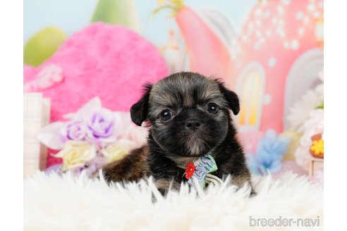 成約済の神奈川県のチワズー:チワワ×シーズー-290051の8枚目