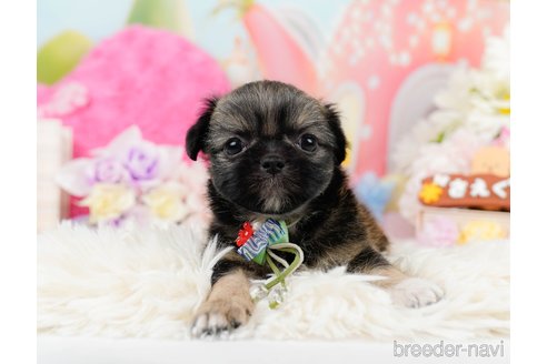 成約済の神奈川県のチワズー:チワワ×シーズー-290051の9枚目