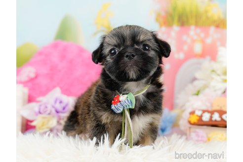 成約済の神奈川県のチワズー:チワワ×シーズー-290051の10枚目