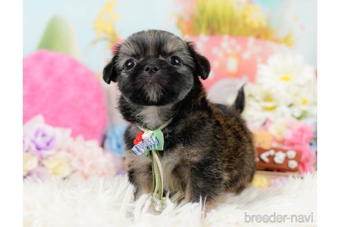 成約済の神奈川県のチワズー:チワワ×シーズー-290051の11枚目