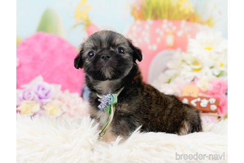 成約済の神奈川県のチワズー:チワワ×シーズー-290051の2枚目