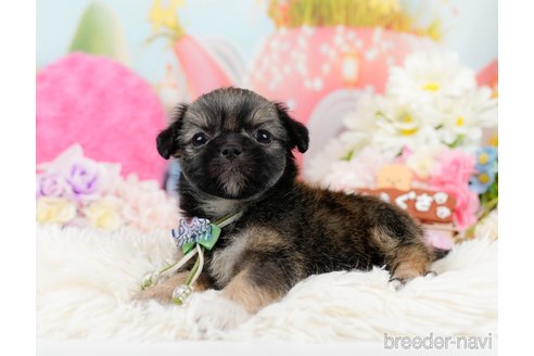 成約済の神奈川県のチワズー:チワワ×シーズー-290051の3枚目