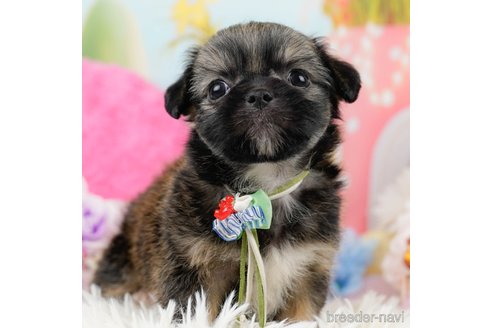 成約済の神奈川県のチワズー:チワワ×シーズー-290051の1枚目