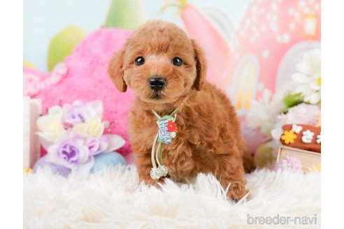 成約済の神奈川県のトイプードル-290052の8枚目