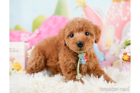 成約済の神奈川県のトイプードル-290052の9枚目