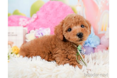 成約済の神奈川県のトイプードル-290052の11枚目