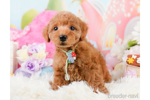 成約済の神奈川県のトイプードル-290052の12枚目