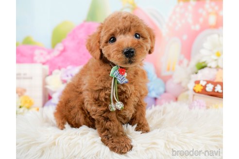 成約済の神奈川県のトイプードル-290052の4枚目