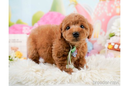 成約済の神奈川県のトイプードル-290052の5枚目