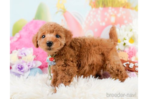 成約済の神奈川県のトイプードル-290052の6枚目