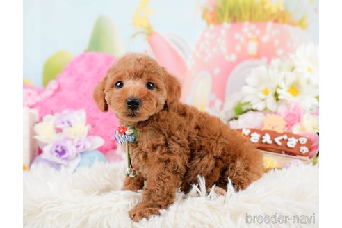 成約済の神奈川県のトイプードル-290052の7枚目