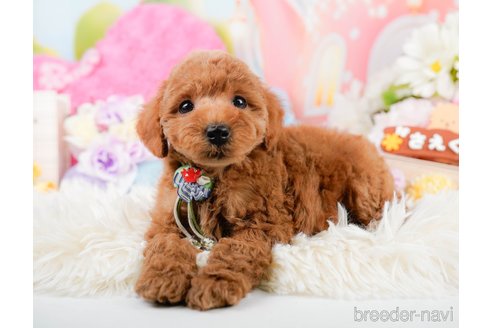 成約済の神奈川県のトイプードル-290052の3枚目