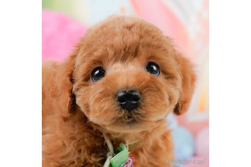 成約済の神奈川県のトイプードル-290052の2枚目